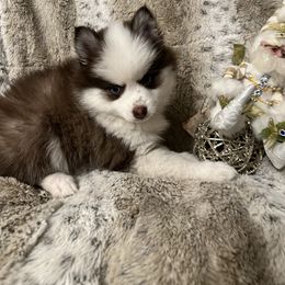 Brandi - Chocolate female Pomsky puppy in Mount Sterling, Kentucky from SnowBears Pomsky Ranch
