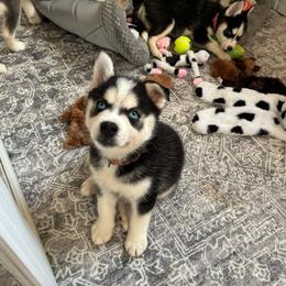 Rambo- Brown collar - Black and white male Pomsky puppy in Mannington Township, New Jersey from Little Husky Hutt