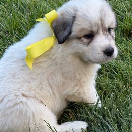Miss Yellow - White and badger female Great Pyrenees puppy in Idaho from Portneuf Range Pyrenees