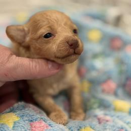 AKC light red to apricot male - Apricot male Poodle puppy in Quincy, Florida from Always Best Kennels, Inc