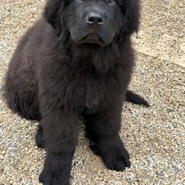 Jolly - Black male Newfoundland puppy in Saukville, Wisconsin from Crossroads Canines ~ Newfoundland Dogs