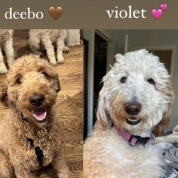 Violet - Goldendoodle