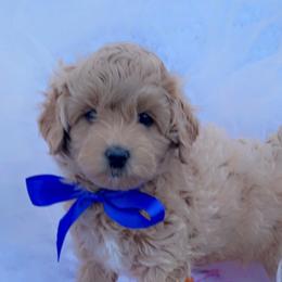 Goldendoodle, Maltipoo, and Poodle Puppies from Winchester Hills Poodles and Doodles