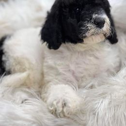 Goldendoodle and Poodle Puppies from Elizabeth Rocha's Doodles
