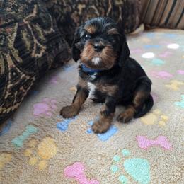 Matcha - Black and tan male Cavalier King Charles Spaniel puppy in Lehi, Utah from Angels and Nobility Cavaliers