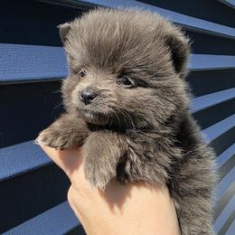 Janis - Blue brindle female Pomeranian puppy in Hooksett, New Hampshire from Granite State Pomeranians
