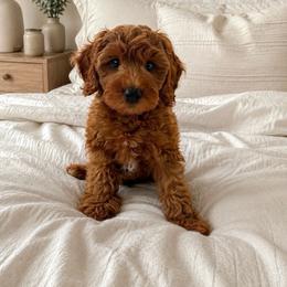 Bentley - Goldendoodle