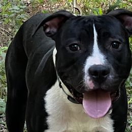 Brick - Black American Staffordshire Terrier puppy in Spring Grove, Virginia from Lizera Bulldogs and AmStaffs