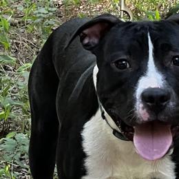 Brick - Black American Staffordshire Terrier puppy in Spring Grove, Virginia from Lizera Bulldogs and AmStaffs