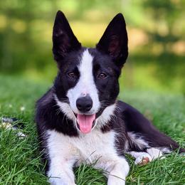 Jazz - Border Collie