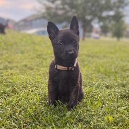 Buffy - Black female Belgian Malinois puppy in Belton, Missouri from Cherry Creek K9