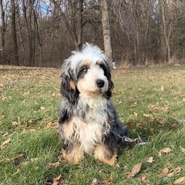Cricket - Bernedoodle