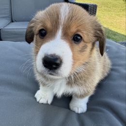 Pumpkin - Sable female Pembroke Welsh Corgi puppy in Dayton, Ohio from MB Corgis