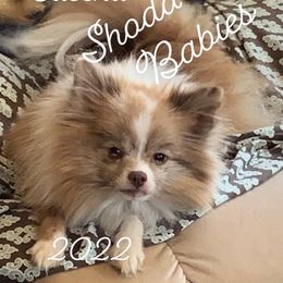 Sascha - Pomeranian