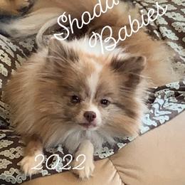 Sascha - Pomeranian