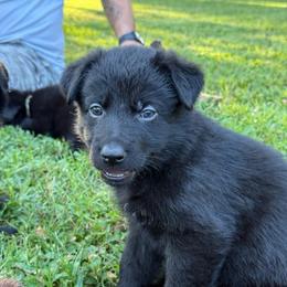 Black female - Black female German Shepherd puppy in Inverness Highlands South, Florida from Von der Tetiaroa German Shepherd dogs