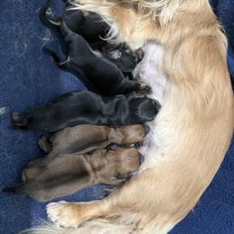 Dachshund puppies from Anastasia’s Royal Weenies