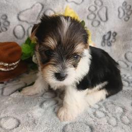 King Arctotis - Parti male Yorkshire Terrier puppy in Humble, Texas from Marnax Yorkshire Babies