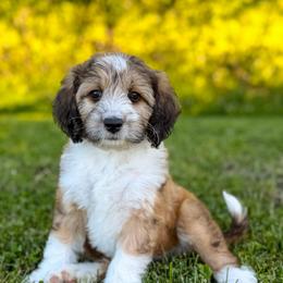 Dahlia - Mini Australian Mountain Doodle 25-30lbs - female Australian Mountain Doodle puppy in Pittsburgh, Pennsylvania from WestPenn Doodles LLC