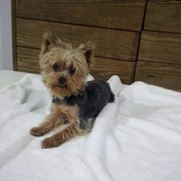 Poppy - Black and gold female Yorkshire Terrier puppy in Maple Heights, Ohio from Yorkiesllc