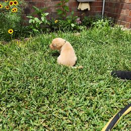 Labrador Retriever Puppies from Rebecca Barkelew