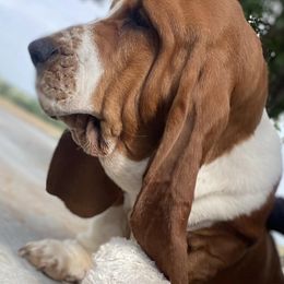 Basset Hounds and Great Danes from Sugar Creek Kennels