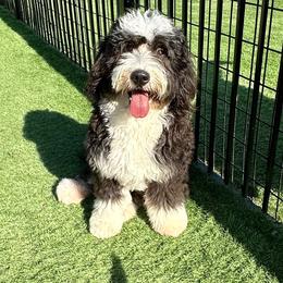Dani - Bernedoodle