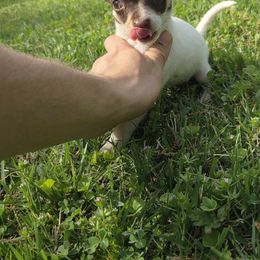 Puppy  3 - Chocolate and white Chihuahua puppy in Trout, Louisiana from Magnolia Farm's LLC