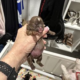 Carson - Black and tan male Shih Tzu puppy in Mineola, Texas from RL Phillips Shihtzus