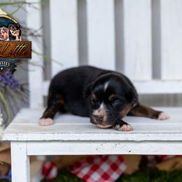 Tiara - Black tri female Miniature American Shepherd puppy in Granbury, Texas from Best Little Aussies
