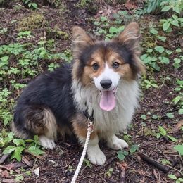 Koda - Pembroke Welsh Corgi