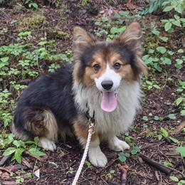 Koda - Pembroke Welsh Corgi