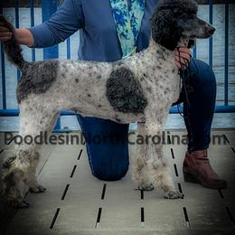 Brin - Poodle