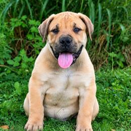 NAGATO - Red male Boerboel puppy in Pennsylvania from Cold River Boerboels