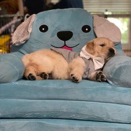 Grey - Golden Golden Retriever puppy in Gainesville, Florida from Heart and Soul Dog Breeding, Inc.