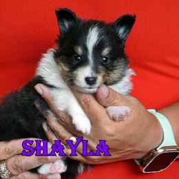 Shayla - Girl - Black & tan female Toy Shetland Sheepdog puppy in Frazeysburg, Ohio from Mountain High Kennels