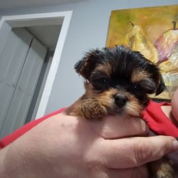 Boy 1 - Black and tan Yorkshire Terrier puppy in Jacksonville, Arkansas from Royal Yorkie Terrier