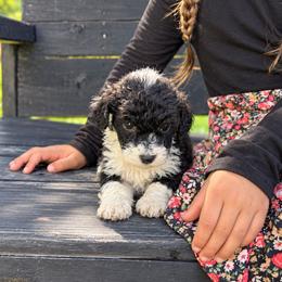 Clyde - Black and white male Aussiedoodle puppy in Hudson, Michigan from Haas Pawz