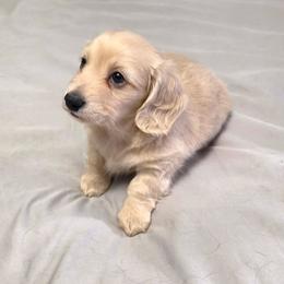 Tank - Cream male Dachshund puppy in Piqua, Ohio from Happy Tails Doxie's