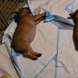 French Bulldog Puppies from 4 Leaf Frenchies