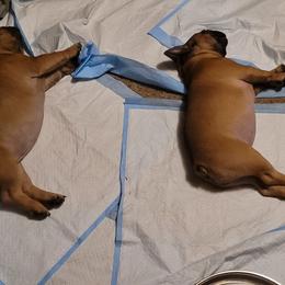French Bulldog Puppies from 4 Leaf Frenchies
