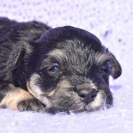 Violet - Black and tan female Havanese puppy in Angier, North Carolina from Hoppy Havanese