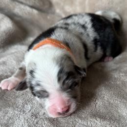 Gamble - Blue merle male Australian Shepherd puppy in Richmond, Virginia from Madeline Lee