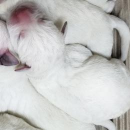 Boy 2 is reserved. - Yellow male Labrador Retriever puppy in Lakeside, California from Labs To Love