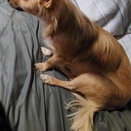 Chihuahuas from Remington's Way