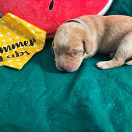 Teal collar female 3rd pick - Yellow female Labrador Retriever puppy in Stafford Township, New Jersey from SommerLabs