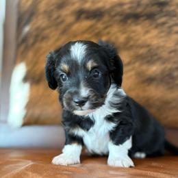 Dip - Black and tan male Dachshund puppy in Hawley, Texas from Foxy’s Dachshunds & Toy Aussies