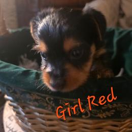 Girl Red - Black and gold female Yorkshire Terrier puppy in St. Louis, Missouri from Yorkieville - Shih Tzu Nation
