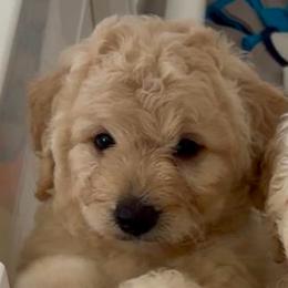 KitKat - Cream female Goldendoodle puppy in Pensacola, Florida from Goldendoodles Love You in Pensacola Friend Edition