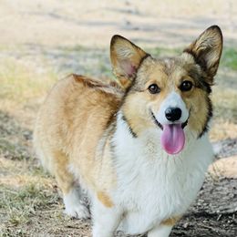 Emma - Pembroke Welsh Corgi